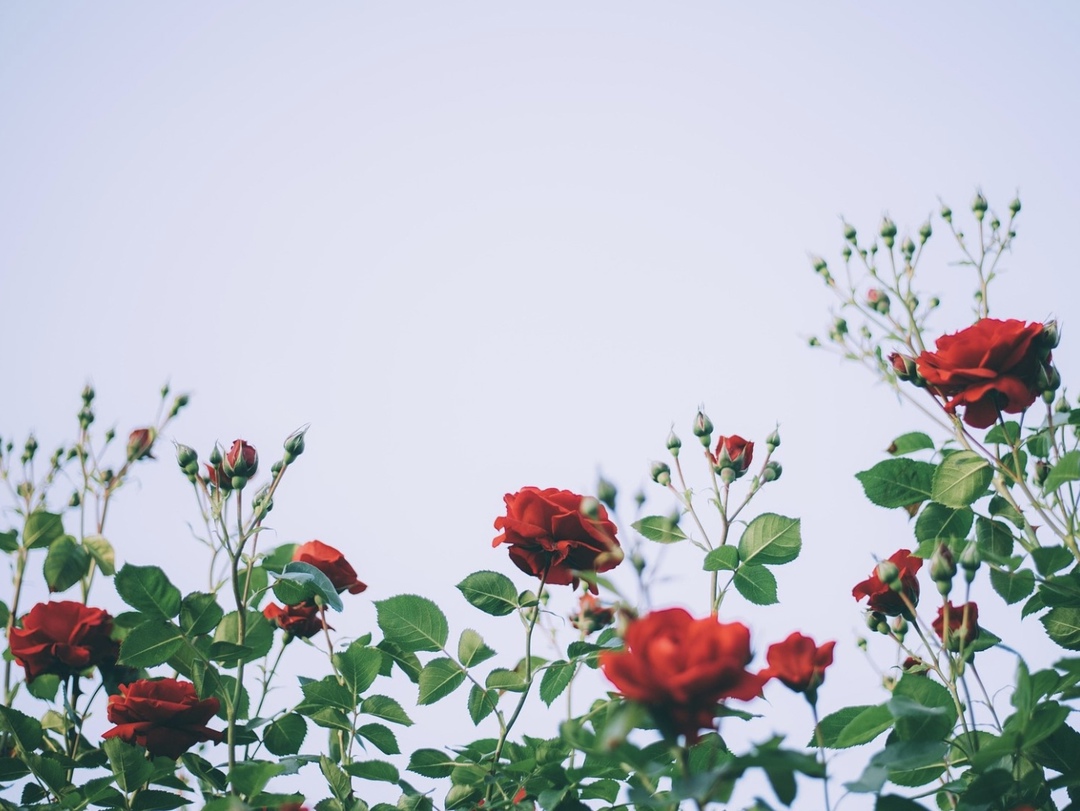 Тепличный комплекс по выращиванию роз и садовой земляники в Горячем Ключе (Краснодарский край) запустят в 2026 году. Инвестором проекта выступает компания…