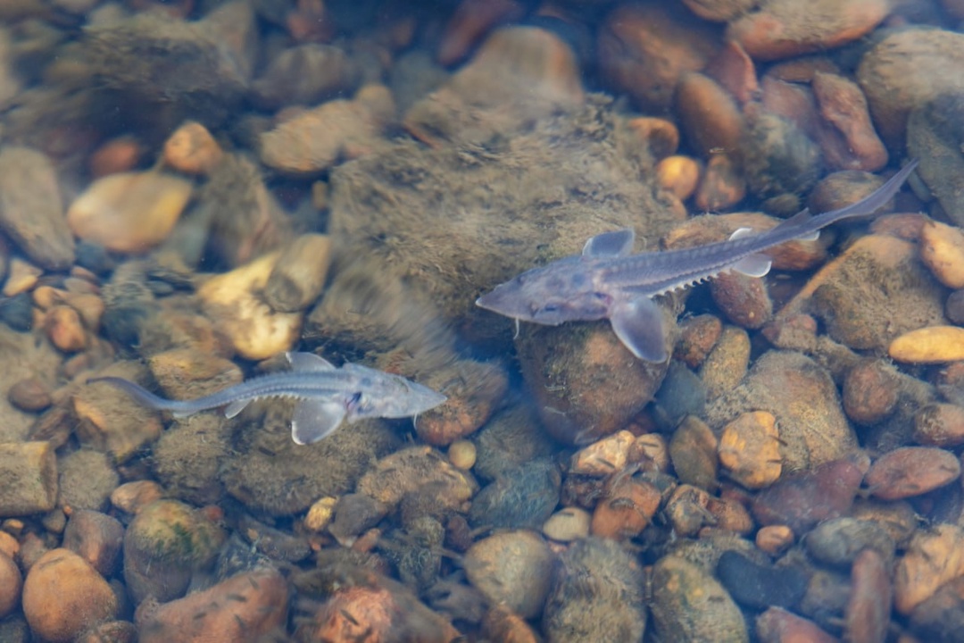 Вклад в природу «Роснефть» уже более 10 лет помогает восстановлению водоёмов по всей стране