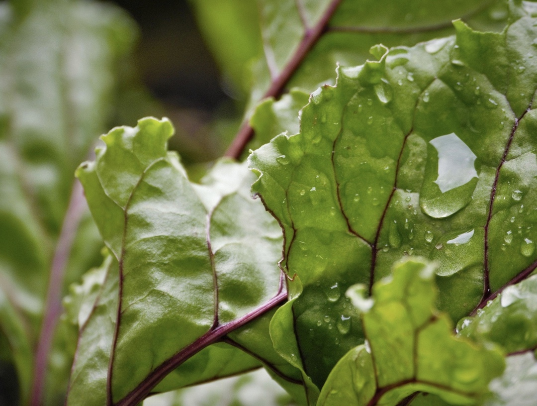 По данным Союзроссахара, по состоянию на 2 апреля сахарная свекла была посеяна на площади 239 тыс. га, тогда как год назад на ту же дату она занимала 220,5…