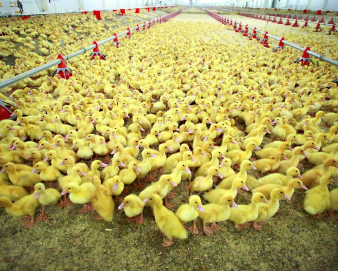 Стоимость проекта по строительству утиной птицефабрики компании «Улыбино» под Новосибирском выросла с изначальных 4,2 млрд руб. до 6,9 млрд руб., выход на…