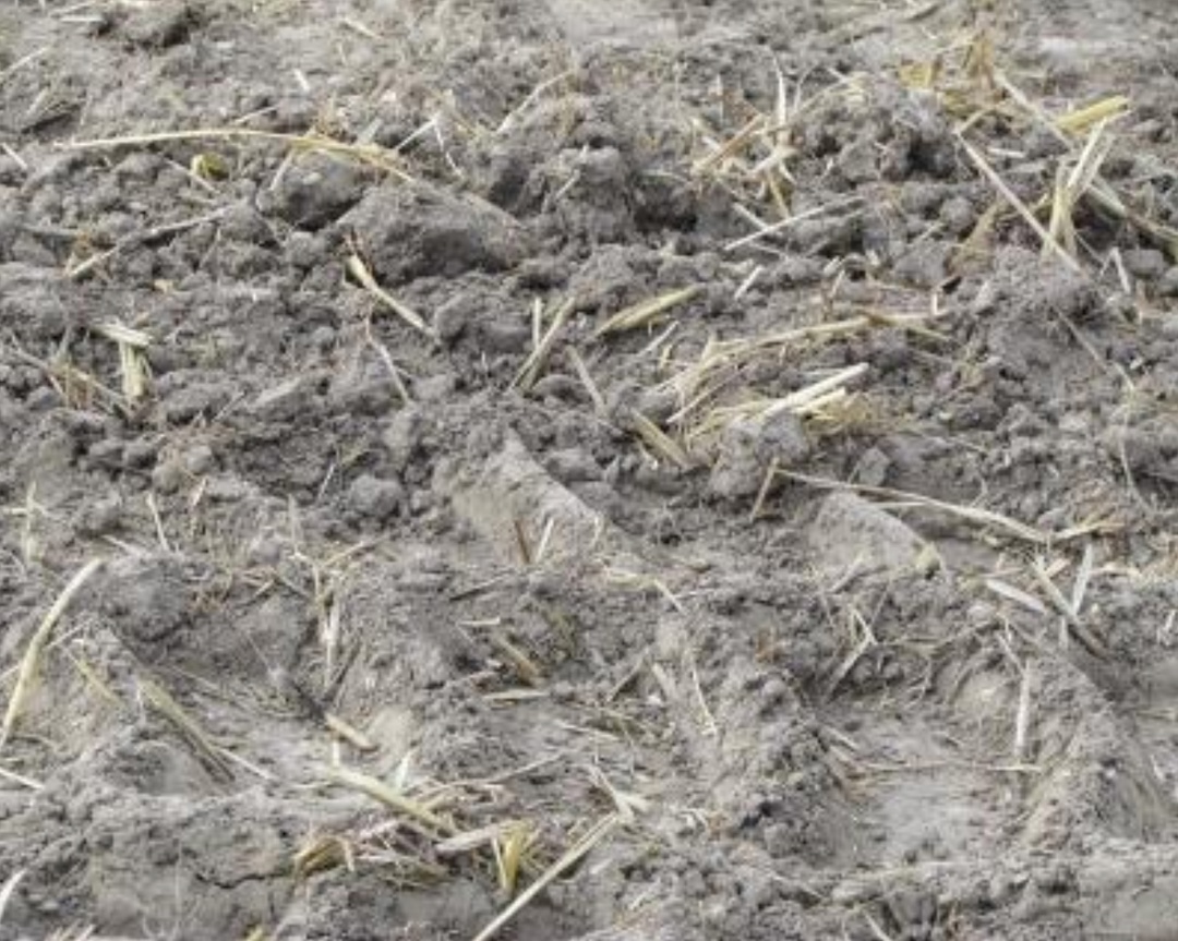 Гибель озимых зерновых в большинстве регионов зимой не превышала 3%. Однако в ряде регионов на посевах возникла ледяная корка и корневые гнили, что может…