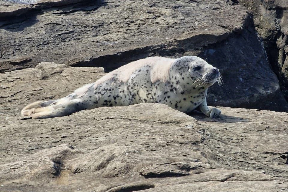 #Когнитивная_Витаминка Выпуск №222
08.04.2025