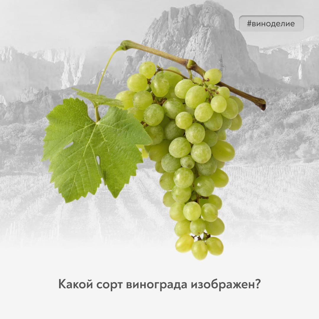 Солнце в бокале Сегодняшний герой нашей рубрики #винный_квиз – автохтоннный сорт винограда, судьба которого тесно связана с историей Крыма.