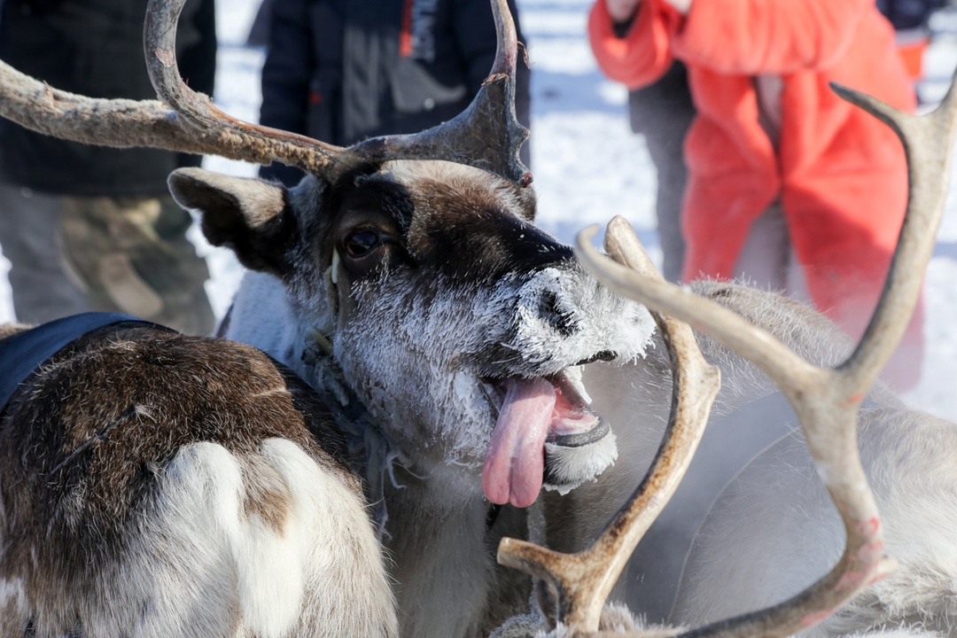 День оленевода в Дудинке: традиционные гонки и патриотическая эстафета