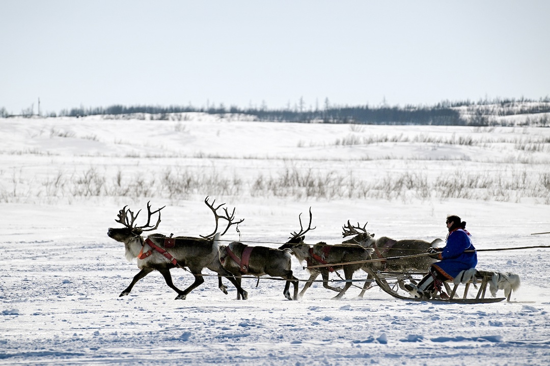 День оленевода в Дудинке: традиционные гонки и патриотическая эстафета