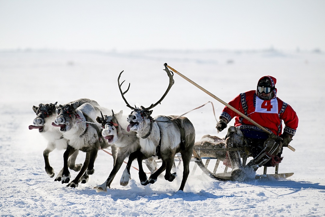 День оленевода в Дудинке: традиционные гонки и патриотическая эстафета