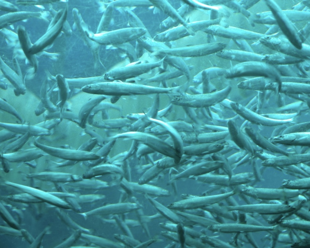 В прошлом году оборот рыбопромышленных предприятий вырос по сравнению с 2023-м на 7% и достиг рекордного значения в 1,1 трлн руб., однако прибыль рыбной…