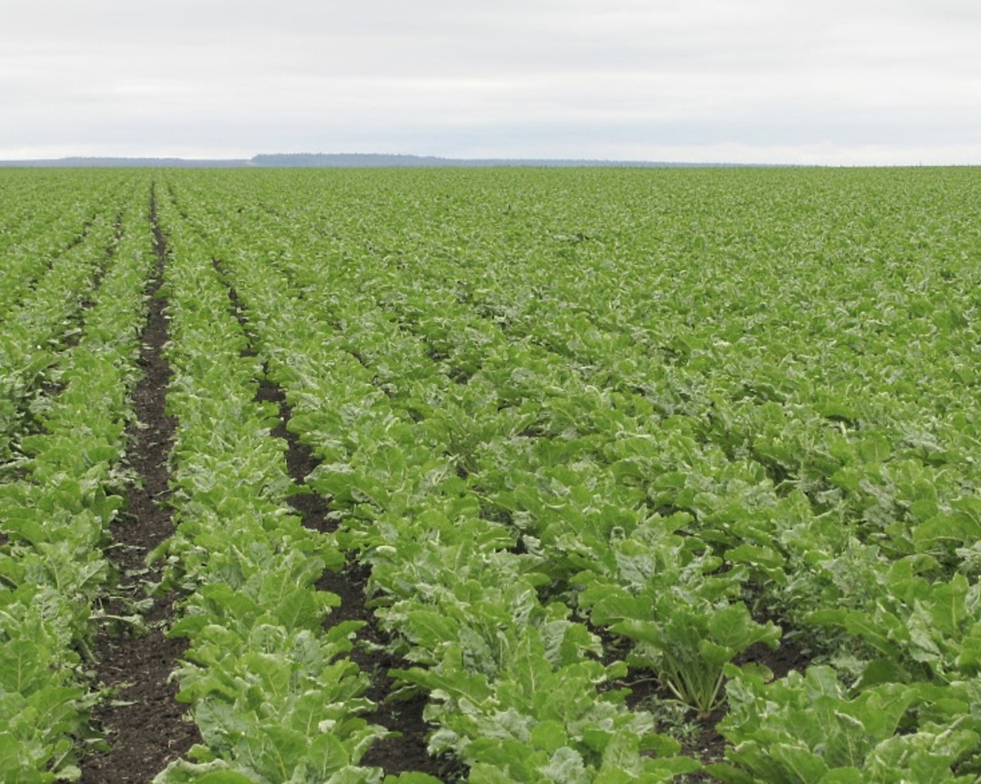 По оперативным данным Союзроссахара, на 7 апреля 2025 года темпы сева сахарной свеклы в Южном и Северо-Кавказском федеральных округах на 10% превышают…