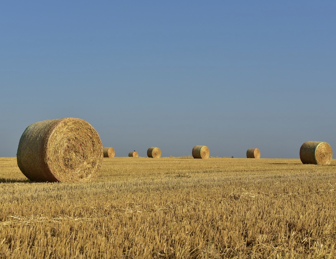 Правительство закрепило в госпрограмме развития сельского хозяйства цели по достижению в 2030 году роста производства в сельском хозяйстве и пищевой…