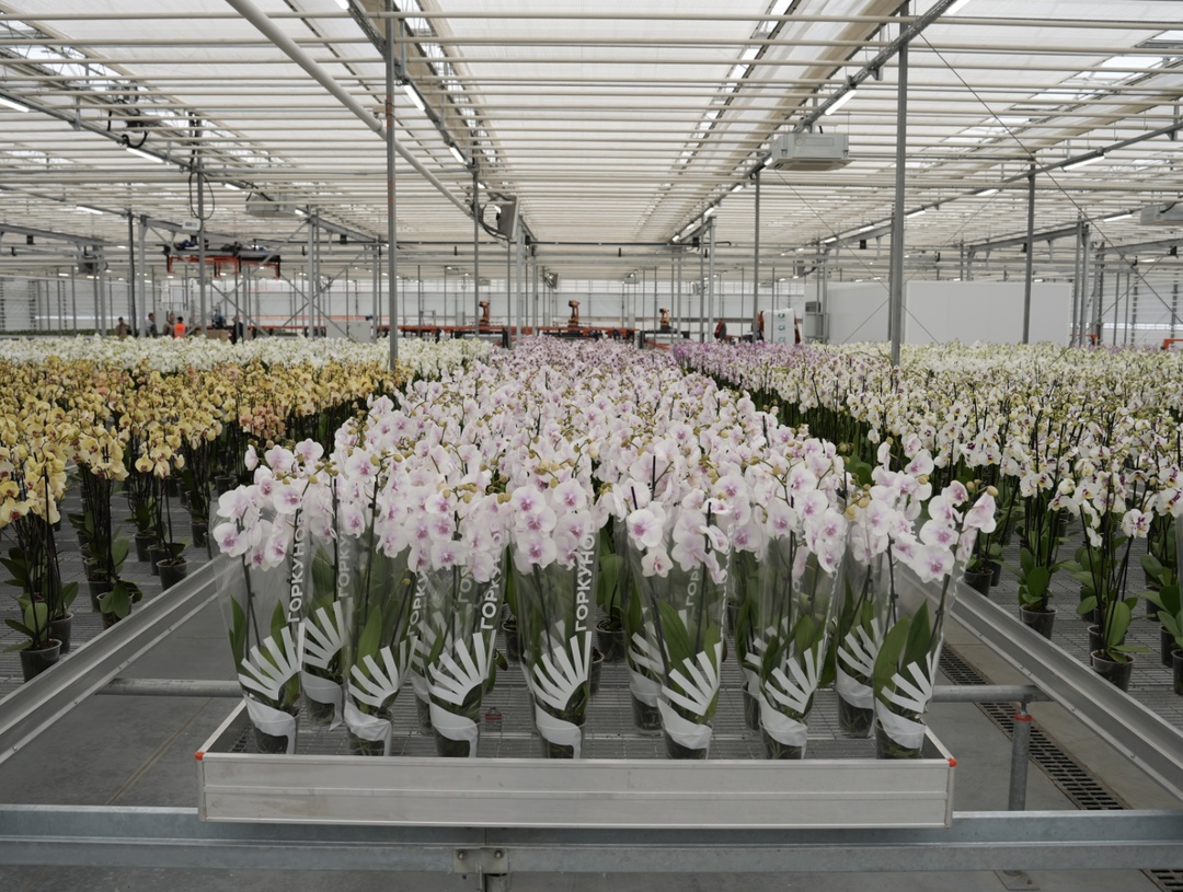 Группа компаний «Горкунов» открыла первый в России роботизированный тепличный комплекс полного цикла для промышленного производства орхидей фаленопсис. Он…