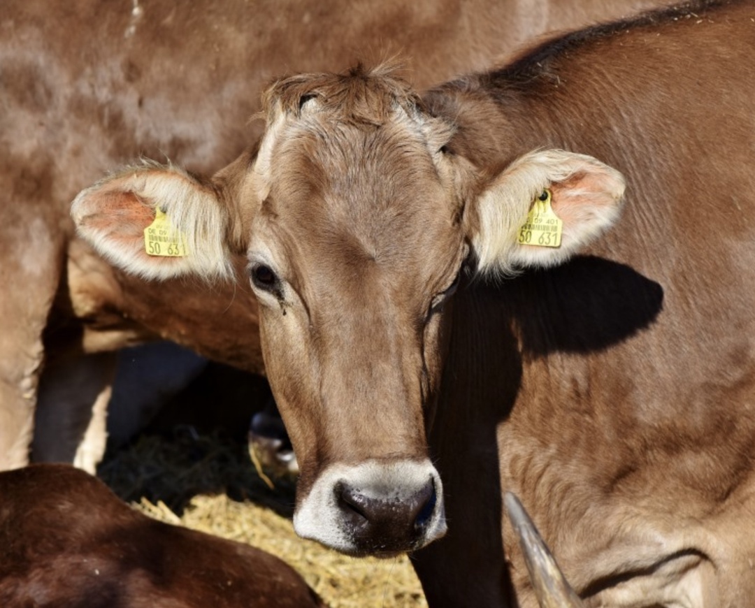 Российский АПК в этом году может вырасти на 2,1%, такой прогноз озвучила руководитель направления «Аграрная экономика» Института исследования и экспертизы ВЭБ…