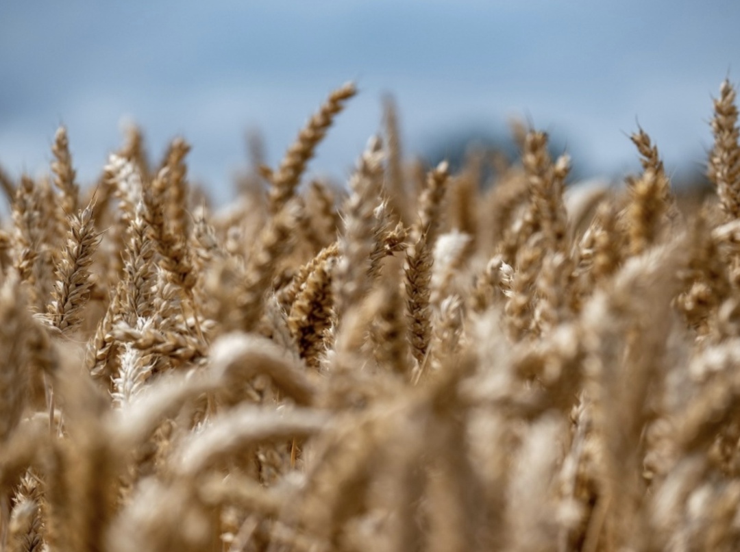 Тарифный кризис, вызванный пошлинами США в отношении товаров из Китая и ответными мерами республики, дает российским производителям сельскохозяйственной…