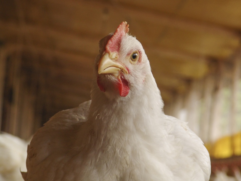 «МУЛЬТИЗИМ® XG — новый стандарт в повышении продуктивности бройлеров»