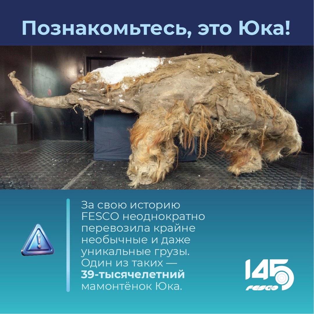 Да, мы когда-то перевозили мамонтёнка!