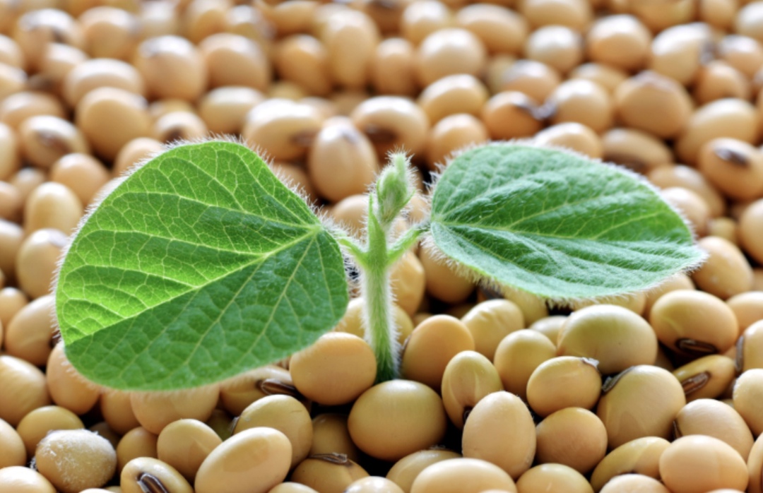 Россия после прекращения с начала года закупок генно-модифицированной сои, предназначенной для использования в кормах для животных, может возобновить ее импорт