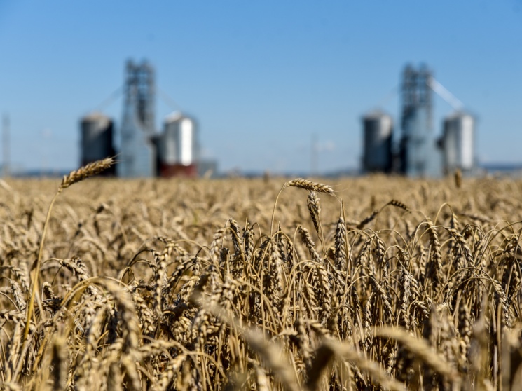 Растениеводы в поисках маржи. На чем смогут заработать аграрии в 2025 году — Журнал «Агроинвестор»