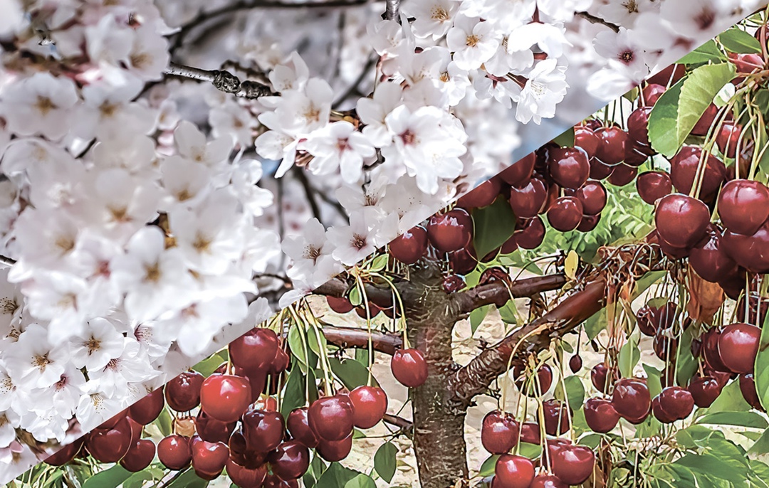 Апрельские заморозки в Крыму уничтожили около 30% урожая ранних сортов черешни и сливы, сообщил министр сельского хозяйства республики Денис Кратюк в…