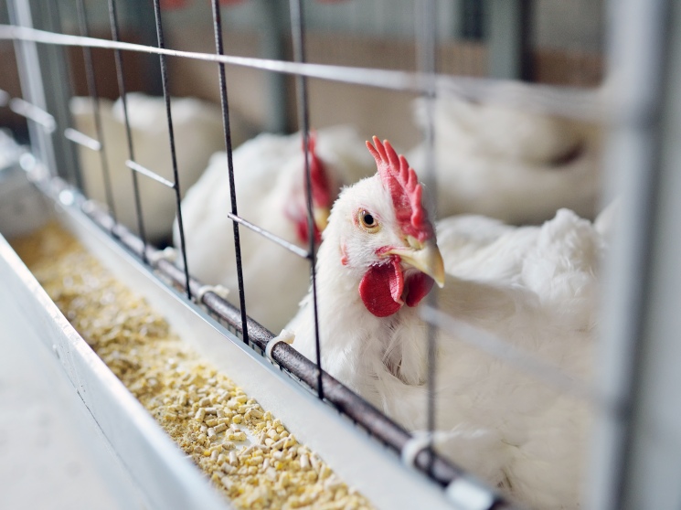 Лидеры немного замедлились. Топ-25 игроков увеличили выпуск комбикормов на 2,8% — Журнал «Агроинвестор»