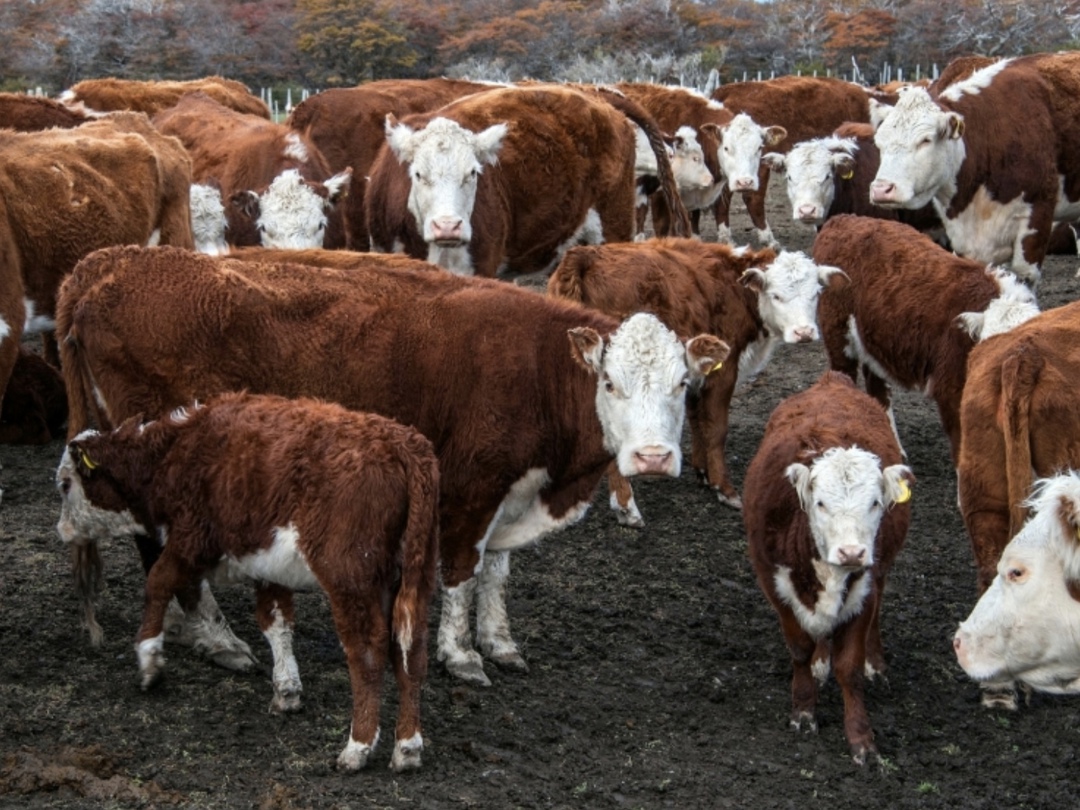 Поголовье мясного КРС в России продолжает сокращаться, и по итогам 2025 года это вновь приведет к росту производства говядины, но уже 2026-й может стать…