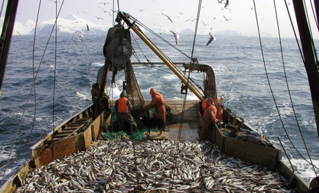 В России завершилась минтаевая путина. Несмотря на сложные погодные условия, российские рыбаки смогли увеличить вылов в главном районе добычи минтая в стране —…