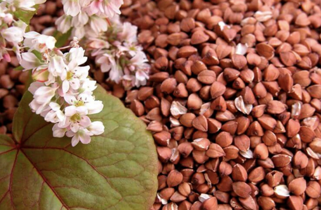 По предварительным оценкам, Россия в первом квартале экспортировала свыше 110 тыс. т гречихи – в два раза больше, чем за аналогичный период прошлого года,…