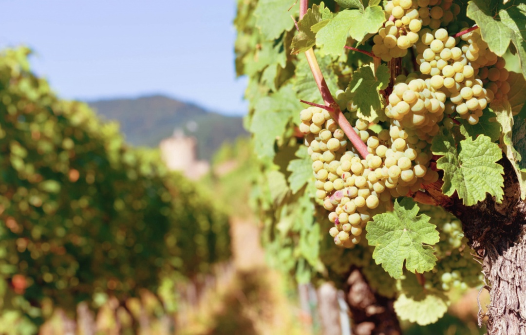 Россельхознадзор в этом году приступит к инвентаризации виноградников, внесенных в федеральный реестр виноградных насаждений. По состоянию на март 2025 года в…