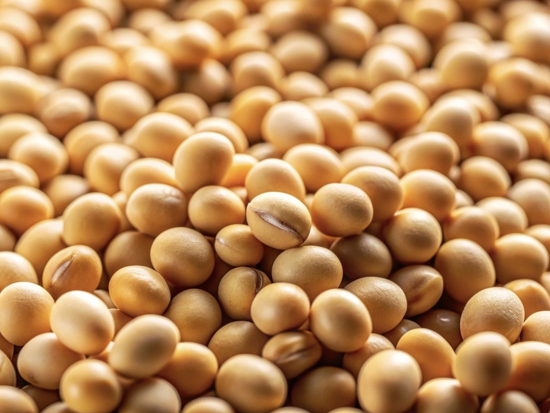 Россия планирует разрешить ввоз ГМО-сои при условии, что произведенные из нее корма будут направляться на экспорт. Проект соответствующего постановления…