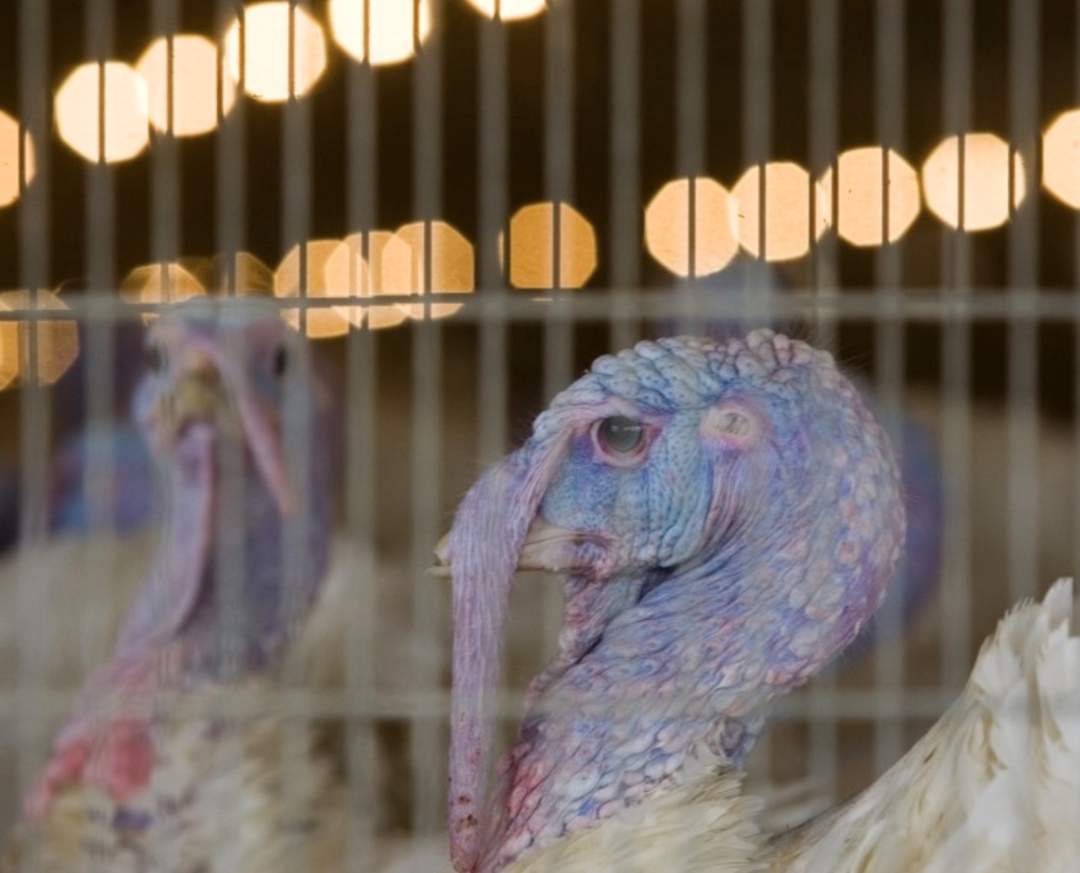 Продукция халяль пользуется все большей популярностью в мире, поскольку данная категория интересна не только мусульманам