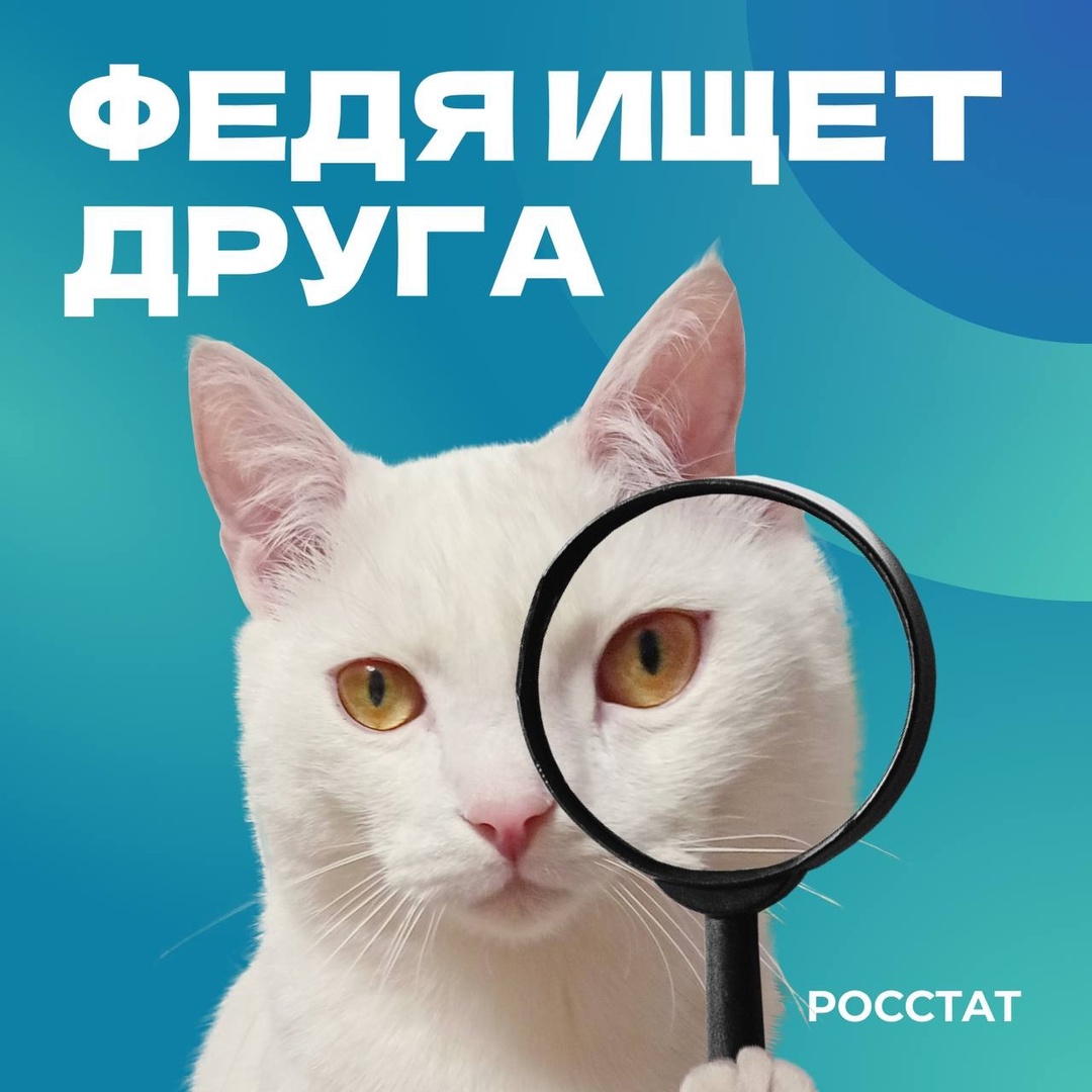 Привет! На связи кот Федя Я ищу коллегу - человека, который умеет превращать цифры в понятные и интересные истории