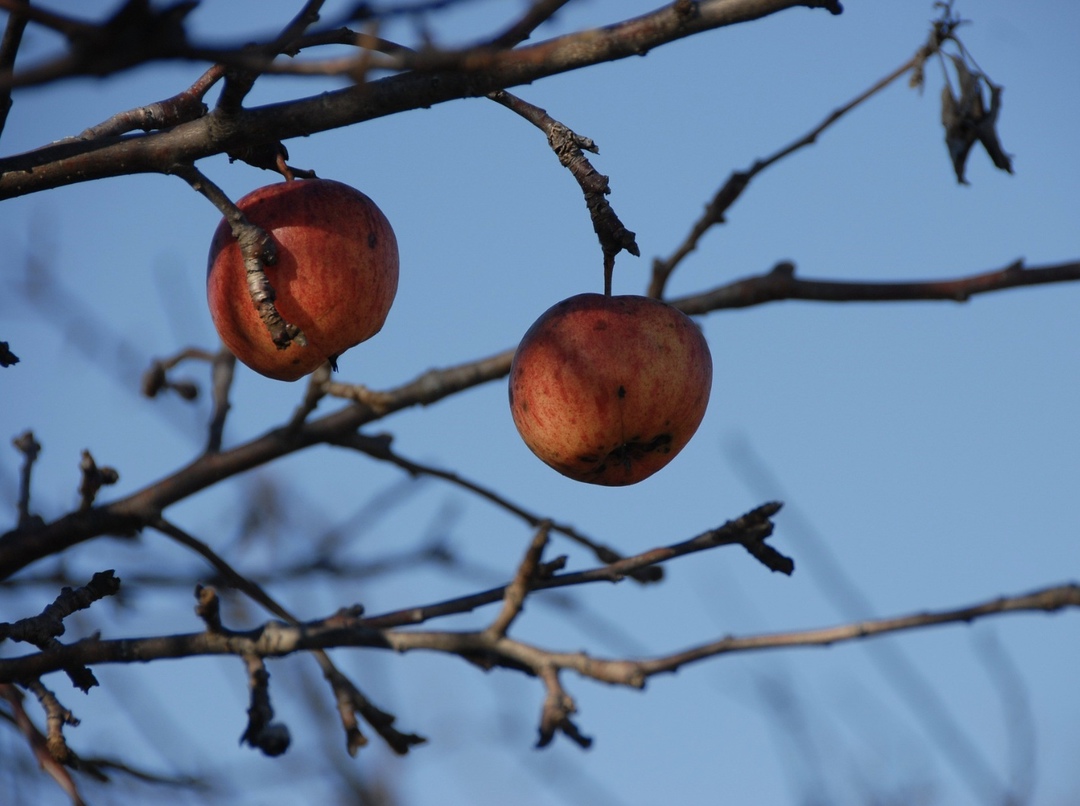 Регионы Юга и Центральной России из-за заморозков могут лишиться до 40% урожая фруктов, сообщили «Известия», ссылаясь на оценку Союза садоводов России