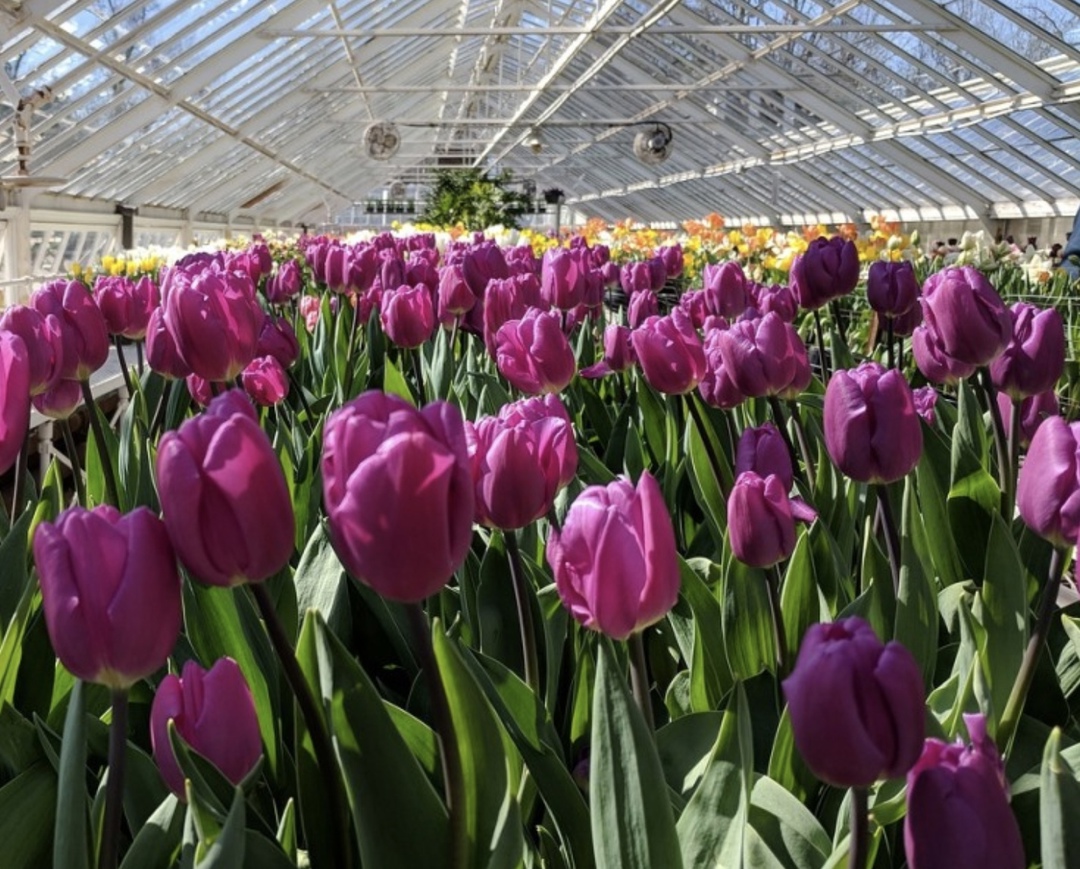 По поручению председателя правительства Михаила Мишустина, в ближайшее время возобновится льготное инвестиционное кредитование на строительство тепличных…