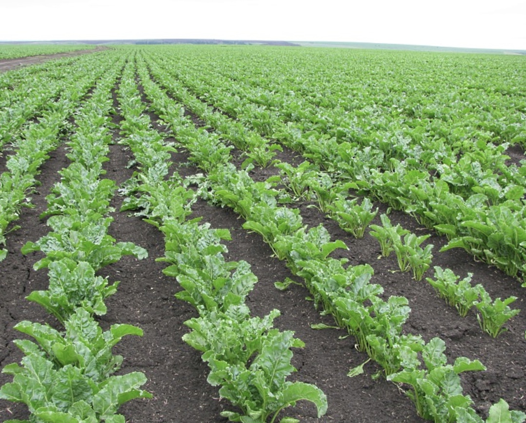 По данным Евразийской сахарной ассоциации, по состоянию на 14 апреля в странах ЕАЭС посеяно 380,9 тыс. га сахарной свеклы, что на 84,1 тыс. га меньше, чем…