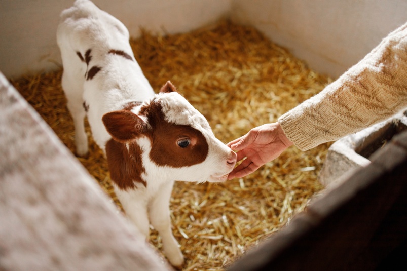 Новое эффективное решение против диареи телят вирусного генеза