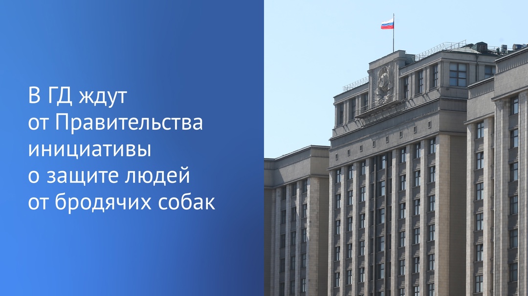 От Правительства до сегодняшнего дня не поступило предложений, направленных на защиту людей от бродячих собак, сообщил Председатель ГД.
