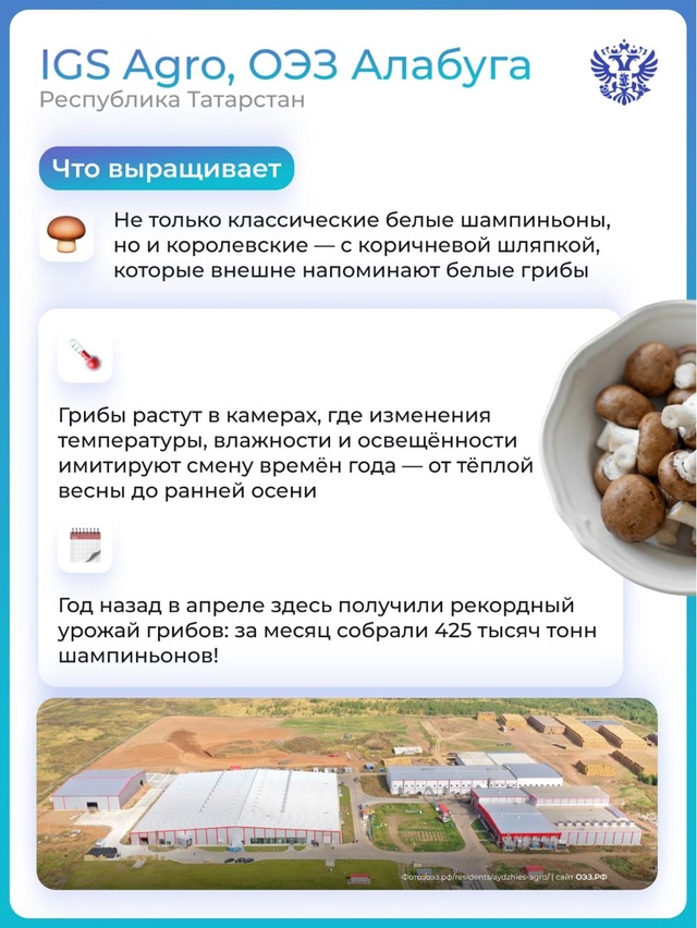 ‍От леса до фермы: как российские производители делают День грибов особенным