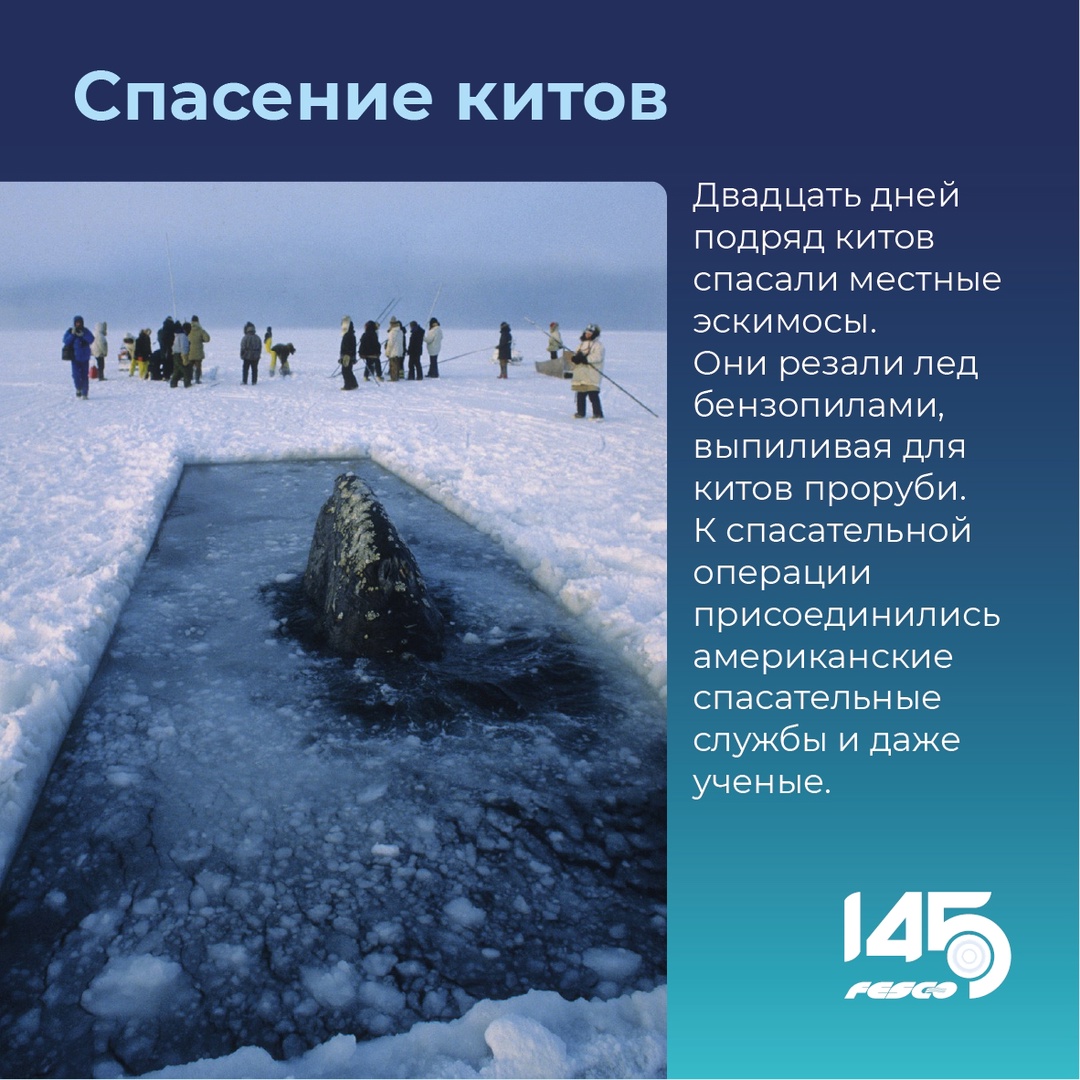 Спасение китов: событие, которое никого не оставило равнодушным