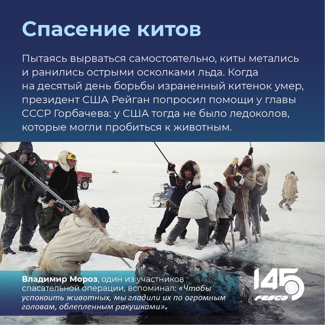 Спасение китов: событие, которое никого не оставило равнодушным