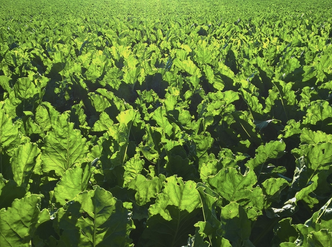 В России продолжается сев сахарной свеклы, по данным на середину апреля, аграрии засеяли более 366 тыс