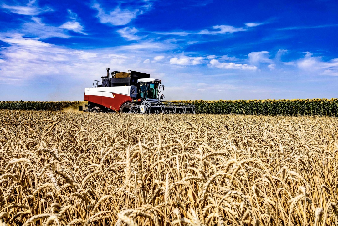 Аналитический центр «СовЭкон» повысил прогноз валового сбора пшеницы в России на 1,1 млн т, до 79,7 млн т. В том числе оценка урожая озимой пшеницы увеличена с…