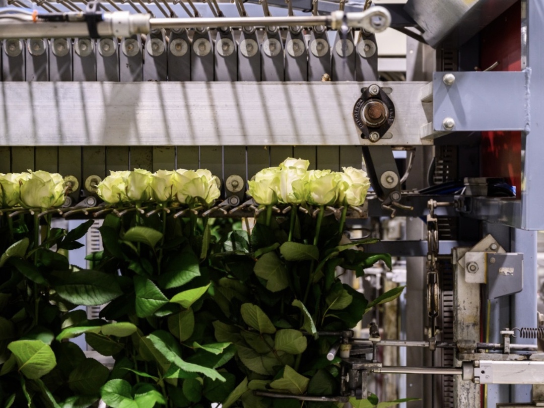 Компания «Подосинки» реализует проект строительства тепличного комплекса в Раменском городском округе Подмосковья, сообщает Министерство сельского хозяйства и…