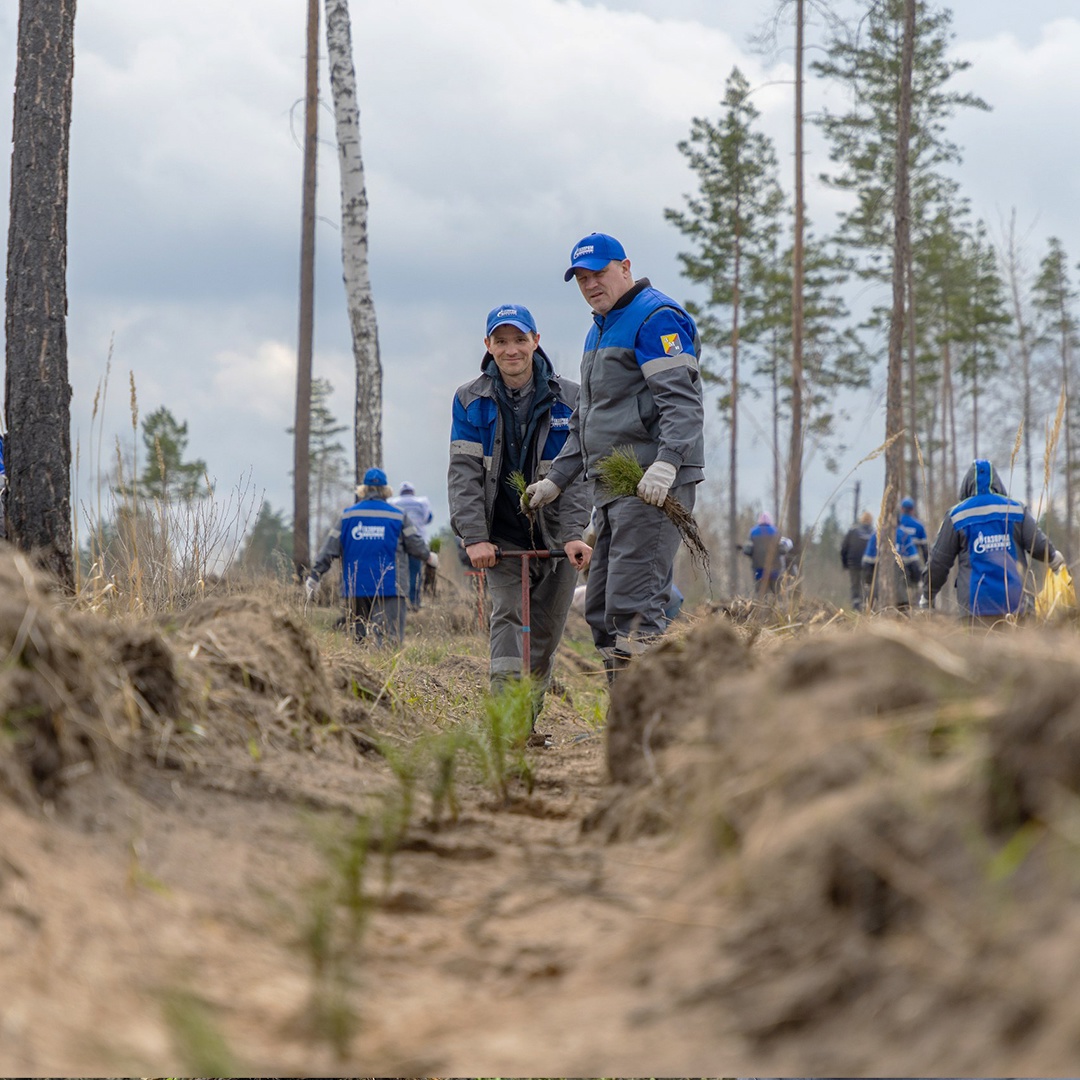 Сосны — под Калининградом, березы и липы — в Дагестане, а в Краснодарском крае — яркая фотиния