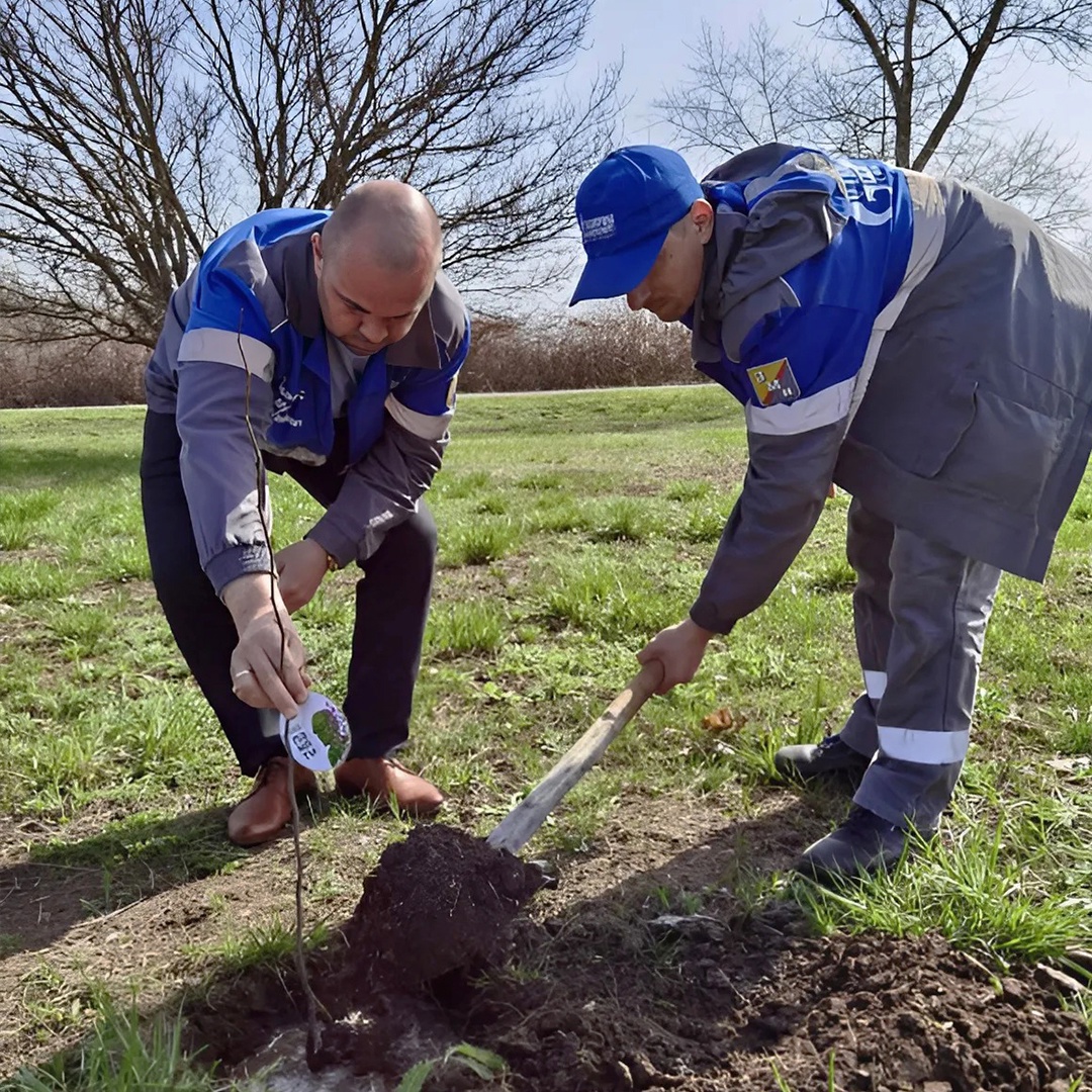 Сосны — под Калининградом, березы и липы — в Дагестане, а в Краснодарском крае — яркая фотиния