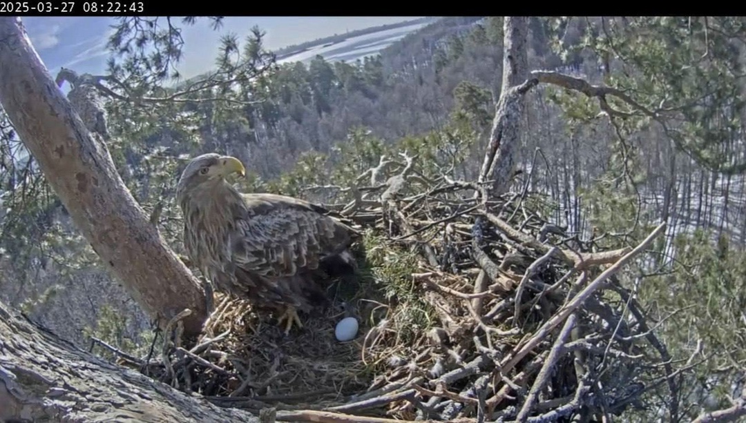 Орланы-белохвосты готовятся стать родителями