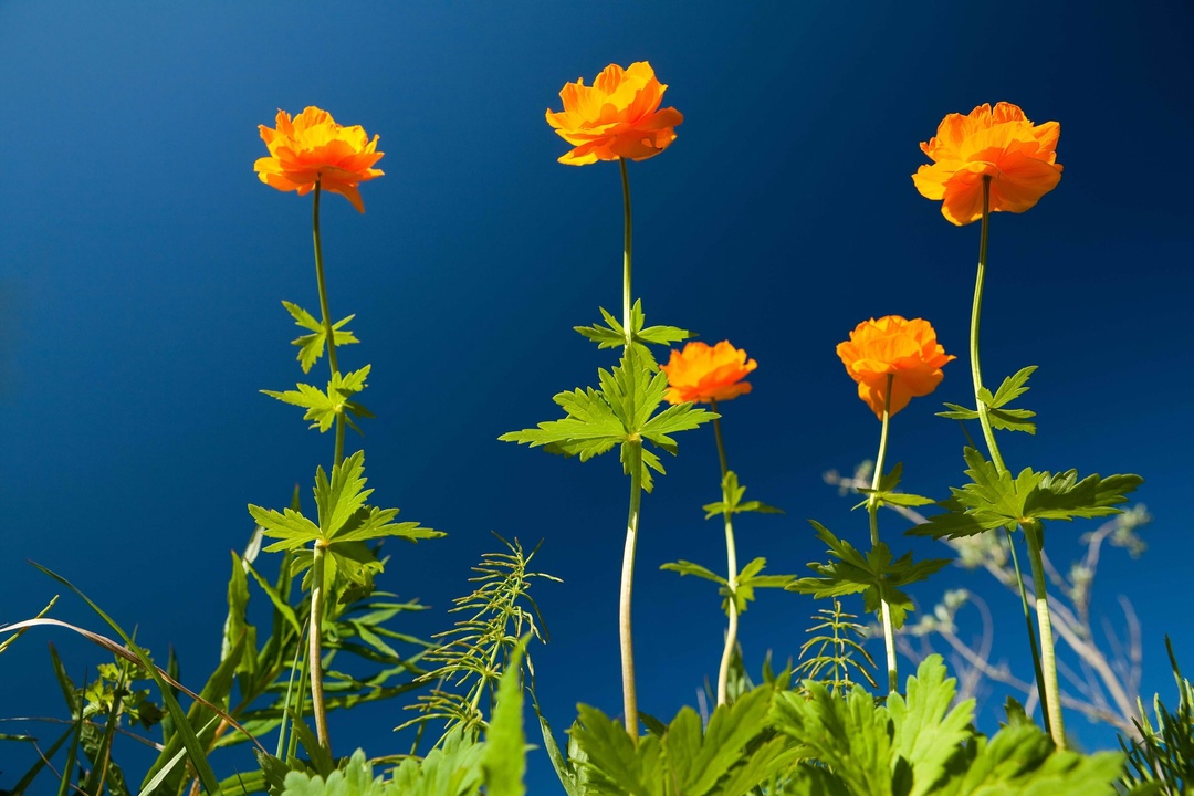 Где засыпают эльфы? По некоторым поверьям, для сна эти волшебные существа иногда выбирают цветы жарки, они же купальницы азиатские