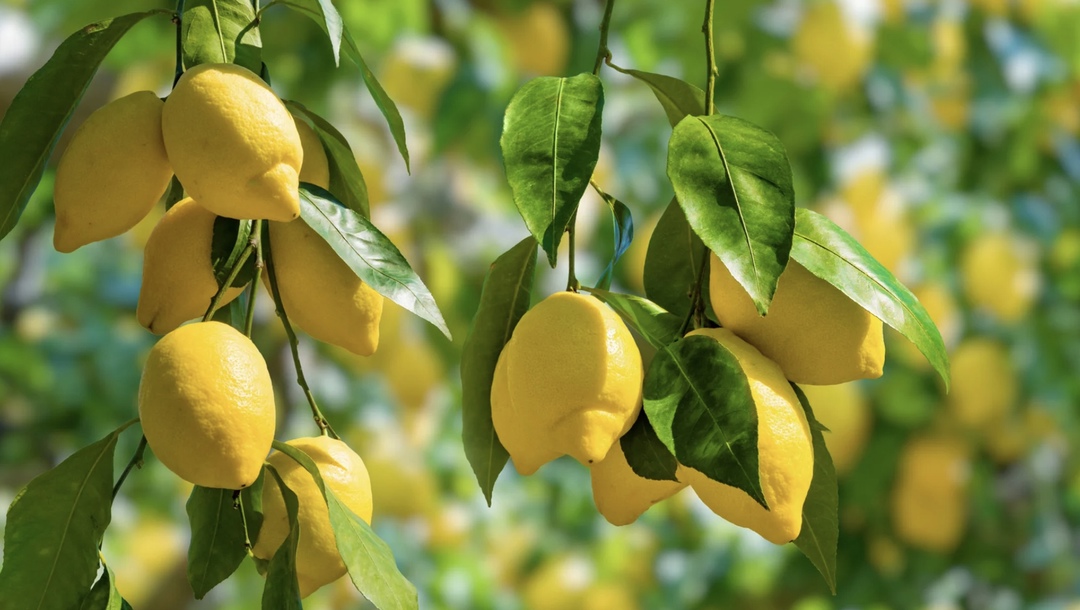 Тепличный комплекс «Крымский лимонарий» в Сакском районе Крыма этой осенью планирует впервые собрать промышленный урожай лимонов — от 25 т до 30 т. Площадь…