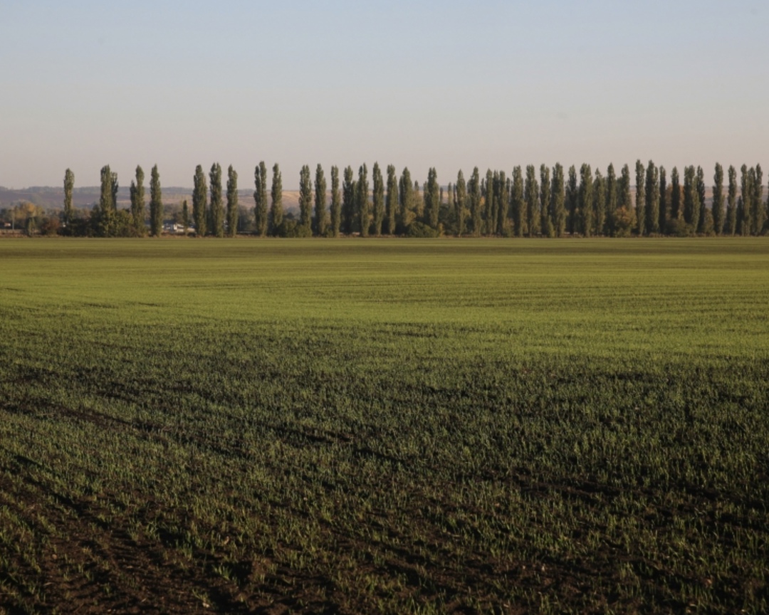 Около 90% озимых зерновых находятся в хорошем и удовлетворительном состоянии, правительство рассчитывает, что весенние полевые работы пройдут успешно, сказал…