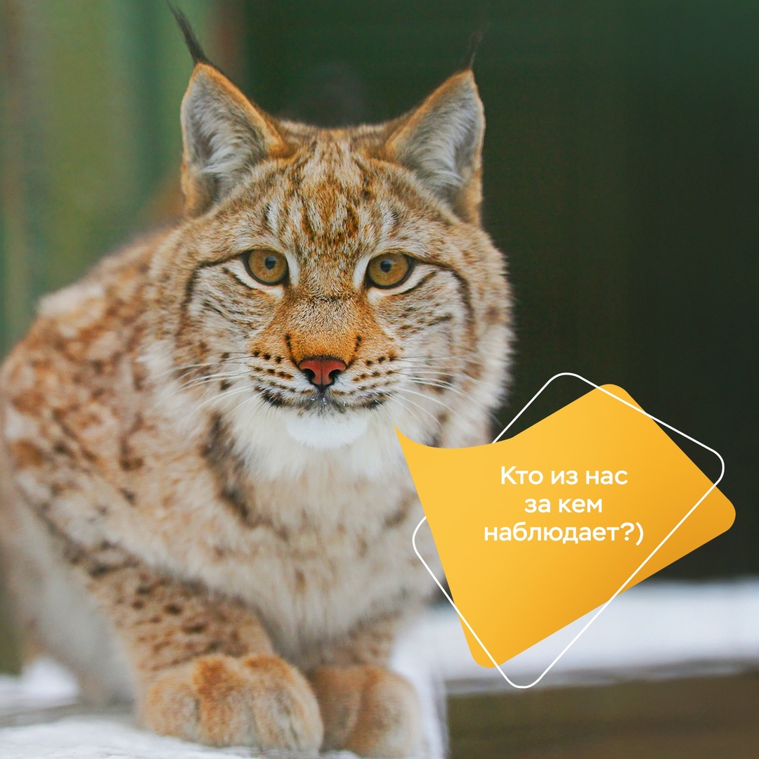 Рысь всегда остается в тени. Точнее, в тайге.