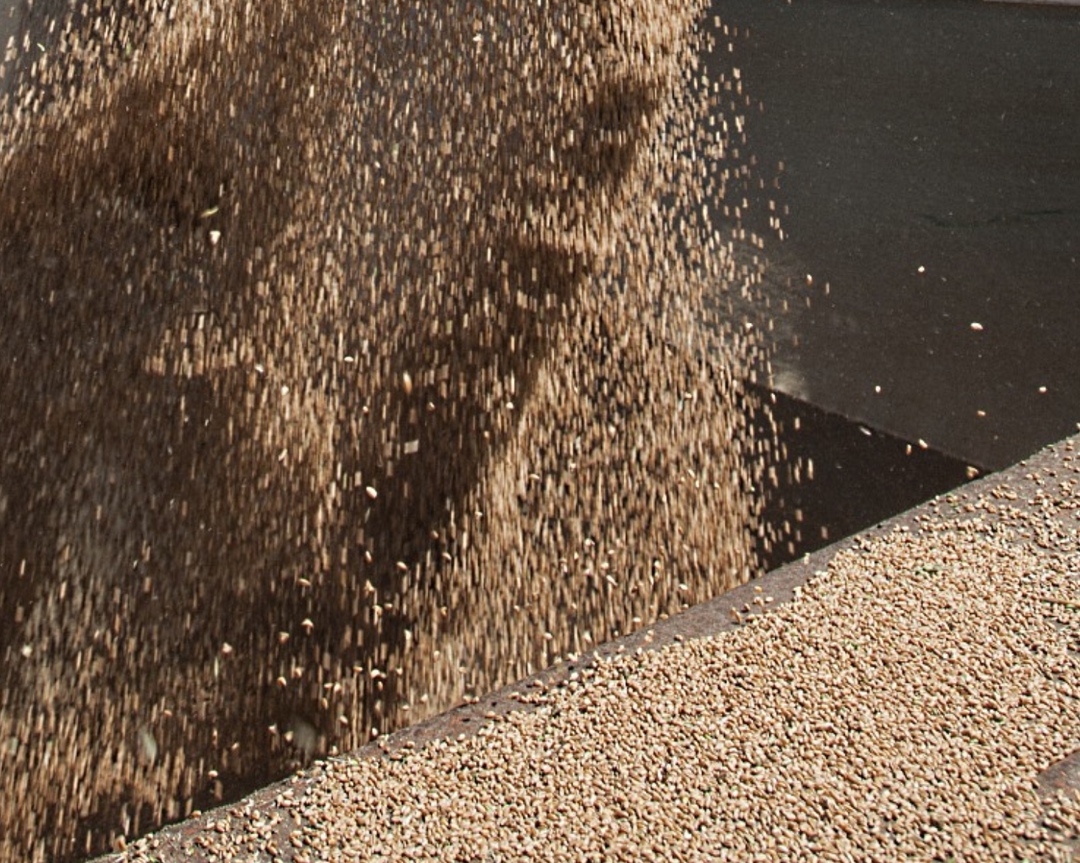 Аналитический центр «СовЭкон» оценивает экспорт российской пшеницы в апреле на уровне 2 млн т против 5 млн т годом ранее и 3,5 млн т в среднем для этого месяца…