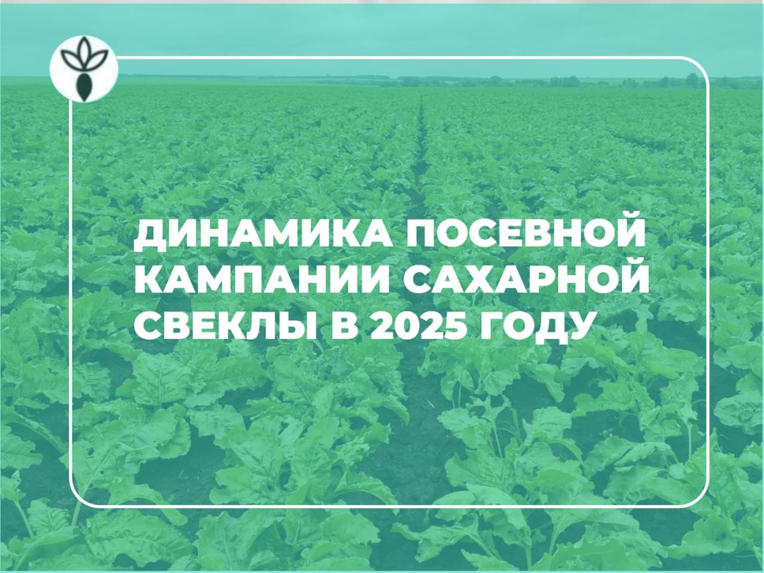 Новость компании. По данным аналитической службы компании «СоюзСемСвекла» на 22 апреля 2025 года, свеклосеющие хозяйства засеяли 582 тыс. га сахарной свеклы,…