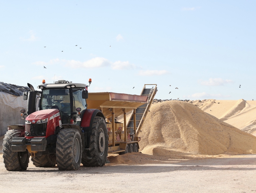 Урожай зерна в этом году с учетом новых регионов может составить около 131,3 млн т, что на 1,2% выше показателя 2024 года. Такой прогноз указан в презентации…